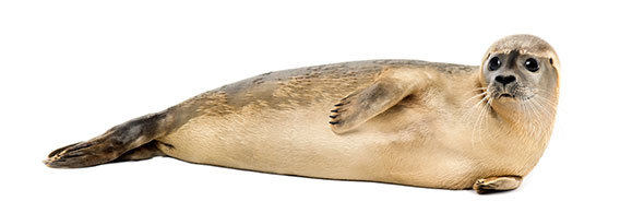 Seal